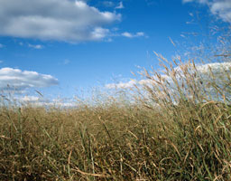 Paysage de prairie